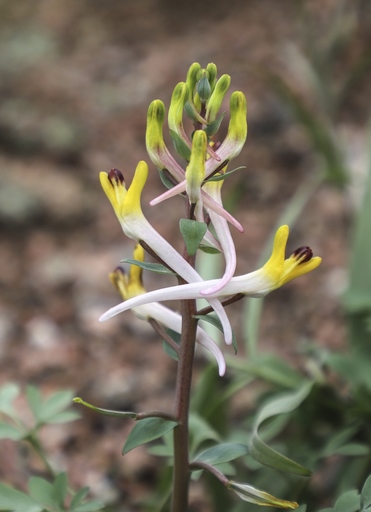 Corydalis ainae